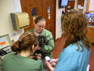 Diagnostics on Dog Diagnostics on Dog