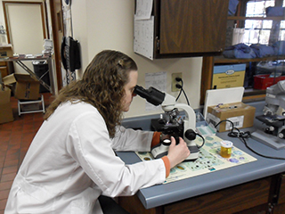 looking in microscope looking in microscope