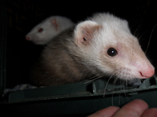 Ferrets