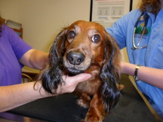 Brown dog getting exam